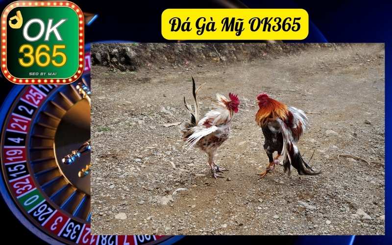 Đá Gà Mỹ OK365